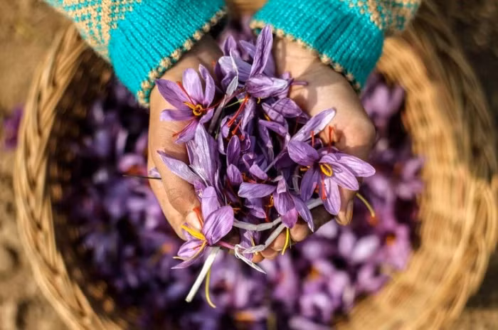 Quá trình làm ra nhụy hoa nghệ tây Saffron rất công phu