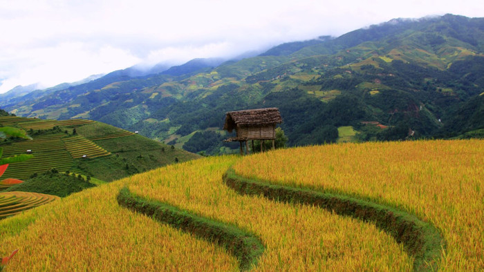 Ngây ngất với mùa vàng Tây Bắc ở Háng Đăng Dê