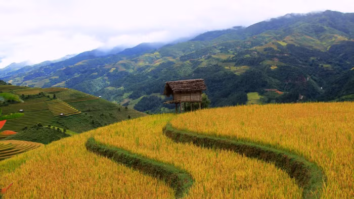 Ngây ngất với mùa vàng Tây Bắc ở Háng Đăng Dê
