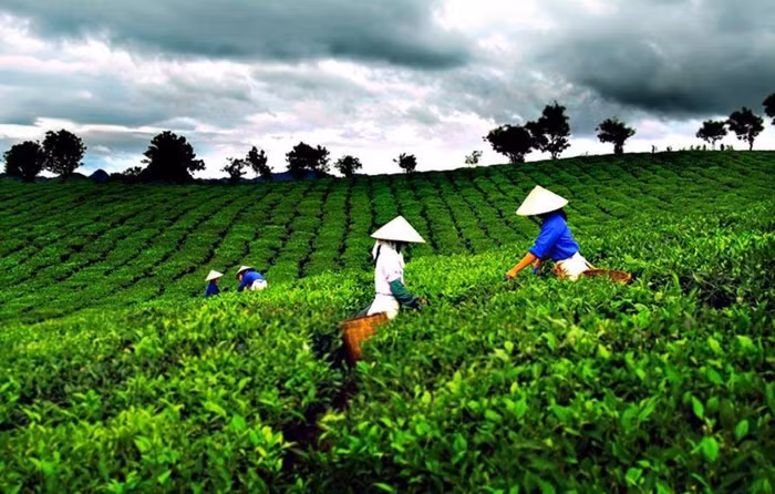 Tháng 8/2022: Giá xuất khẩu chè của Việt Nam tăng hơn 50%