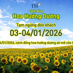 Cánh đồng hướng dương TH tạm đóng cửa ngày 3-4/1/2026