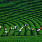 Doanh nghiệp Hàn Quốc quan tâm đến phát triển nông nghiệp xanh tại Việt Nam