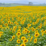Cánh đồng hướng dương gây thương nhớ tại Nghệ An vào mùa nở rộ: Đứng góc nào cũng có ảnh đẹp