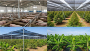 Đại gia chăn nuôi "bùng nổ" lợi nhuận: Dabaco vượt kế hoạch cả năm, HAGL sắp lãi 2.500 tỷ