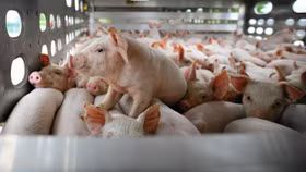 Kỳ vọng cổ phiếu chăn nuôi "hút tiền" nhờ bức tranh lợi nhuận tươi sáng