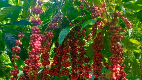 Giá nông sản hôm nay (11/11): Giá cà phê tăng nhẹ, hồ tiêu đi ngang