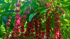 Giá nông sản hôm nay (11/11): Giá cà phê tăng nhẹ, hồ tiêu đi ngang