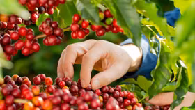 Giá nông sản hôm nay (3/4): Giá cà phê tăng, hồ tiêu neo ở mức cao