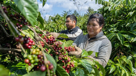 Giá nông sản hôm nay (2/3): Giá cà phê và hồ tiêu đồng loạt giảm