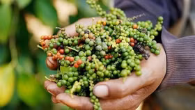 Giá nông sản hôm nay (20/8): Giá cà phê tạm dừng đà tăng, hồ tiêu neo ở mức cao