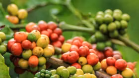 Giá nông sản hôm nay (17/10): Giá cà phê tăng nhẹ, hồ tiêu neo ở mức cao 