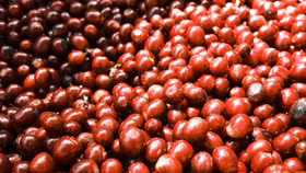 Giá nông sản hôm nay (28/4): Giá cà phê tiếp đà tăng mạnh, hồ tiêu neo ở mức cao