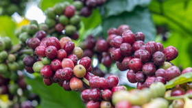 Giá nông sản hôm nay (9/10): Giá cà phê và hồ tiêu đồng loạt giảm nhẹ