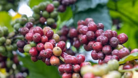 Giá nông sản hôm nay (9/10): Giá cà phê và hồ tiêu đồng loạt giảm nhẹ