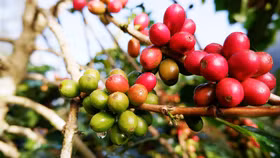 Giá nông sản hôm nay (14/1): Giá cà phê ổn định, hồ tiêu quay đầu giảm