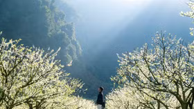 Dòng người đổ về Mộc Châu "săn" hoa mận, nhiều cơ sở lưu trú "cháy phòng"