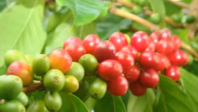 Giá nông sản hôm nay (29/6): Giá cà phê và hồ tiêu duy trì đà tăng 