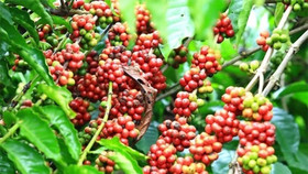 Giá nông sản hôm nay (3/7): Giá cà phê và hồ tiêu khởi sắc