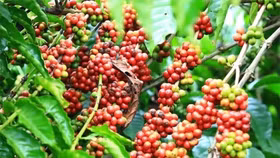 Giá nông sản hôm nay (3/7): Giá cà phê và hồ tiêu khởi sắc