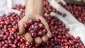 Giá nông sản hôm nay (24/6): Giá cà phê và cao su trên các sàn giao dịch đồng loạt đi ngang