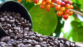 Giá nông sản hôm nay (18/7): Giá cà phê bật tăng trở lại, hồ tiêu đi ngang