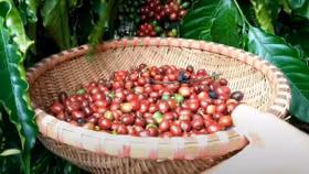 Giá nông sản hôm nay (10/2): Giá cà phê bật tăng, hồ tiêu duy trì ở mức cao