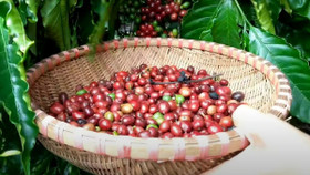 Giá nông sản hôm nay (10/2): Giá cà phê bật tăng, hồ tiêu duy trì ở mức cao