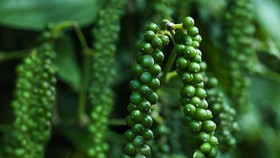 Giá nông sản hôm nay (7/10): Giá hồ tiêu tăng nhẹ, cà phê neo ở mức cao