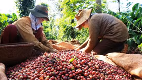 Giá nông sản hôm nay (20/5): Giá cà phê, hồ tiêu đồng loạt lao dốc
