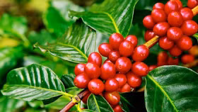 Giá nông sản hôm nay (4/7): Giá cà phê quay đầu giảm nhẹ