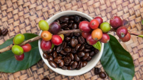 Giá nông sản hôm nay (11/7): Cà phê bất ngờ giảm, hồ tiêu giữ ổn định
