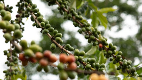 Giá nông sản hôm nay (14/7): Giá cà phê và hồ tiêu đồng loạt đi ngang