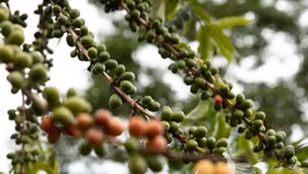 Giá nông sản hôm nay (14/7): Giá cà phê và hồ tiêu đồng loạt đi ngang