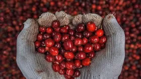 Giá nông sản hôm nay (17/7): Giá cà phê bất ngờ giảm mạnh