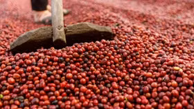 Giá nông sản hôm nay (26/6): Giá cà phê tiếp tục tăng, hồ tiêu neo ở mức cao