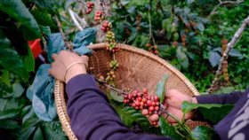 Giá nông sản hôm nay (12/8): Cà phê tăng mạnh, hồ tiêu đi ngang