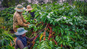 Giá nông sản hôm nay (17/11): Giá cà phê tiếp tục lao dốc, hồ tiêu giảm nhẹ