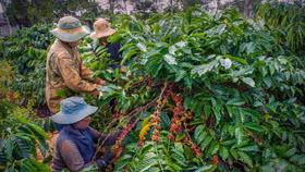 Giá nông sản hôm nay (17/11): Giá cà phê tiếp tục lao dốc, hồ tiêu giảm nhẹ