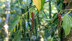 Giá nông sản hôm nay (10/3): Giá cà phê và hồ tiêu cùng ổn định