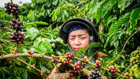 Giá nông sản hôm nay (29/1): Giá cà phê neo cao, hồ tiêu tăng mạnh