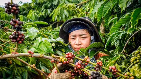 Giá nông sản hôm nay (29/1): Giá cà phê neo cao, hồ tiêu tăng mạnh