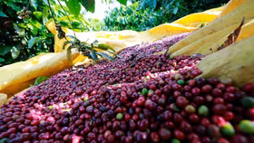 Giá nông sản hôm nay (15/9): Cà phê cùng hồ tiêu ổn định ở mức cao