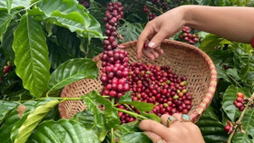 Giá nông sản hôm nay (4/9): Giá cà phê giảm, hồ tiêu tăng mạnh