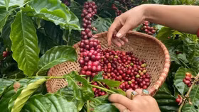 Giá nông sản hôm nay (4/9): Giá cà phê giảm, hồ tiêu tăng mạnh