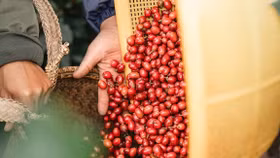 Giá nông sản hôm nay (21/4): Giá cà phê bật tăng, hồ tiêu neo ở mốc cao