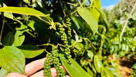 Giá nông sản hôm nay (22/4): Giá cà phê tăng mạnh, hồ tiêu neo cao