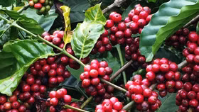 Giá nông sản hôm nay (1/10): Giá cà phê đi ngang, hồ tiêu tiếp tục giảm 