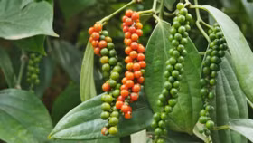 Giá nông sản hôm nay (21/10): Giá cà phê đi ngang, hồ tiêu neo cao