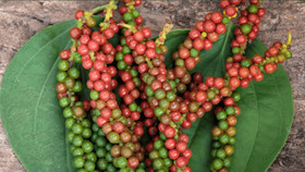 Giá nông sản hôm nay (6/11): Giá cà phê giảm nhẹ, hồ tiêu đi ngang