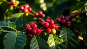 Giá nông sản hôm nay (28/11): Giá cà phê quay đầu giảm nhẹ, hồ tiêu đi ngang